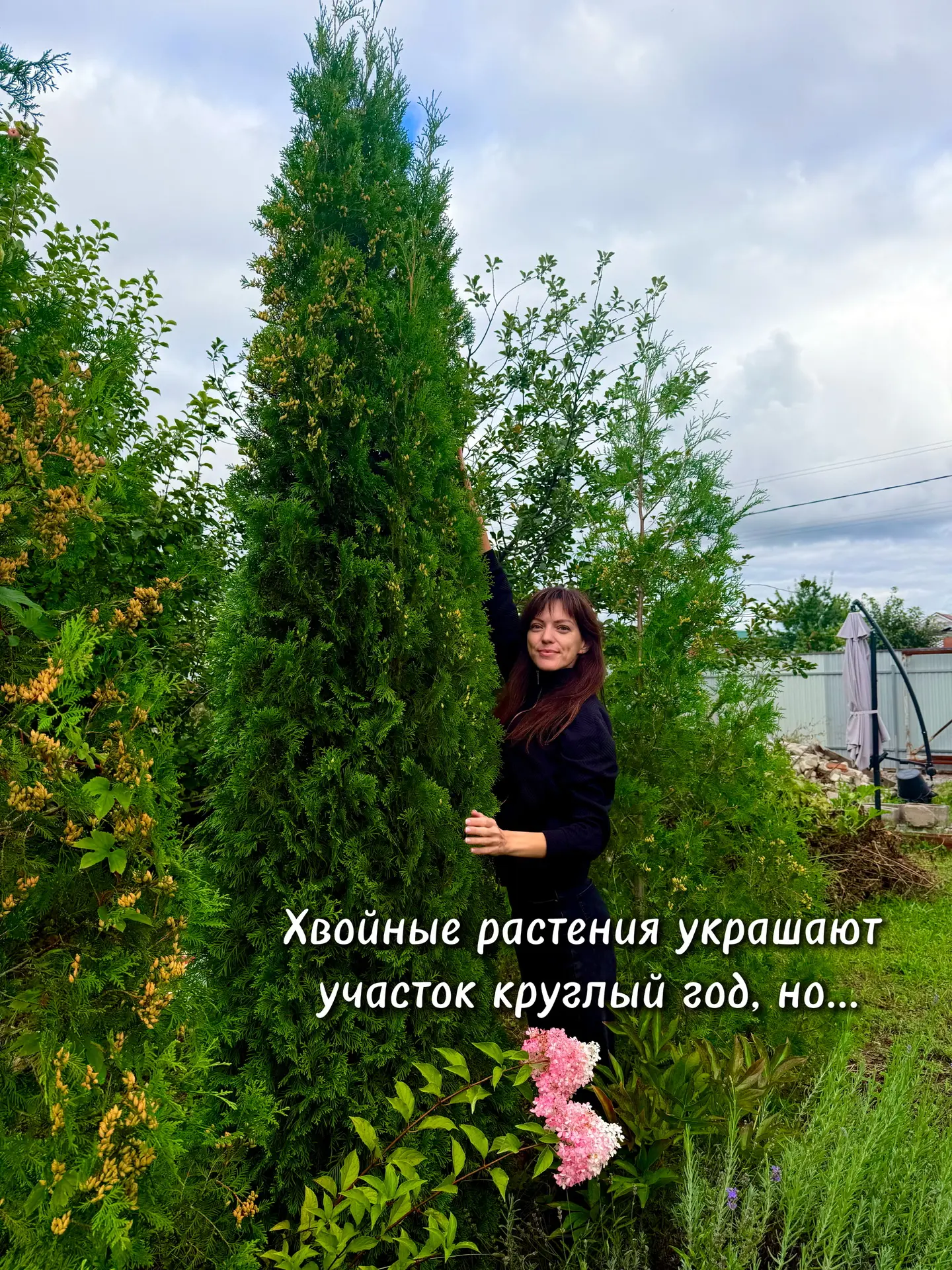 Хвойные растения. Что нужно знать про них?
