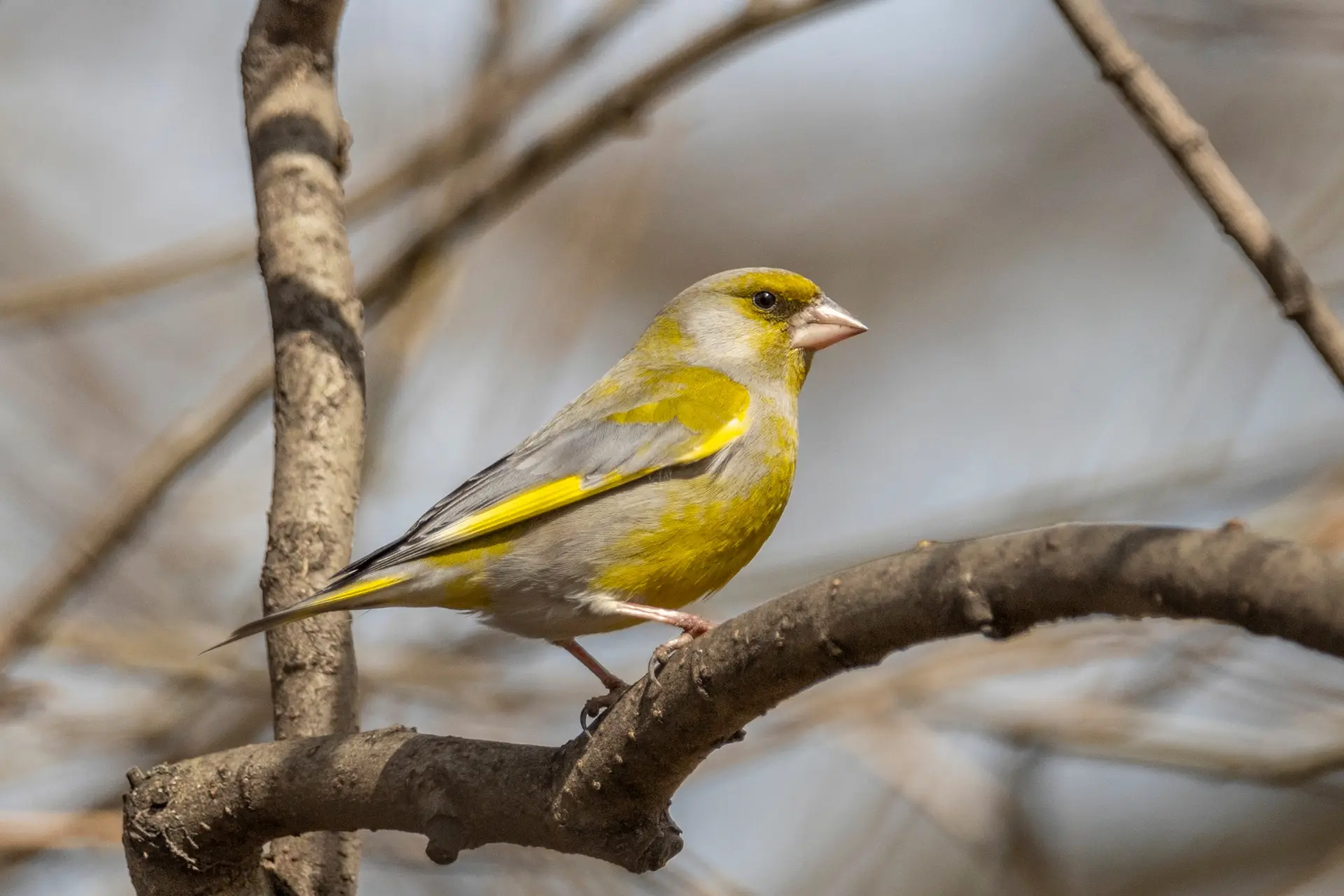 ПТИЦЫ РОССИИ. ЗЕЛЕНУШКА (Chloris chloris)