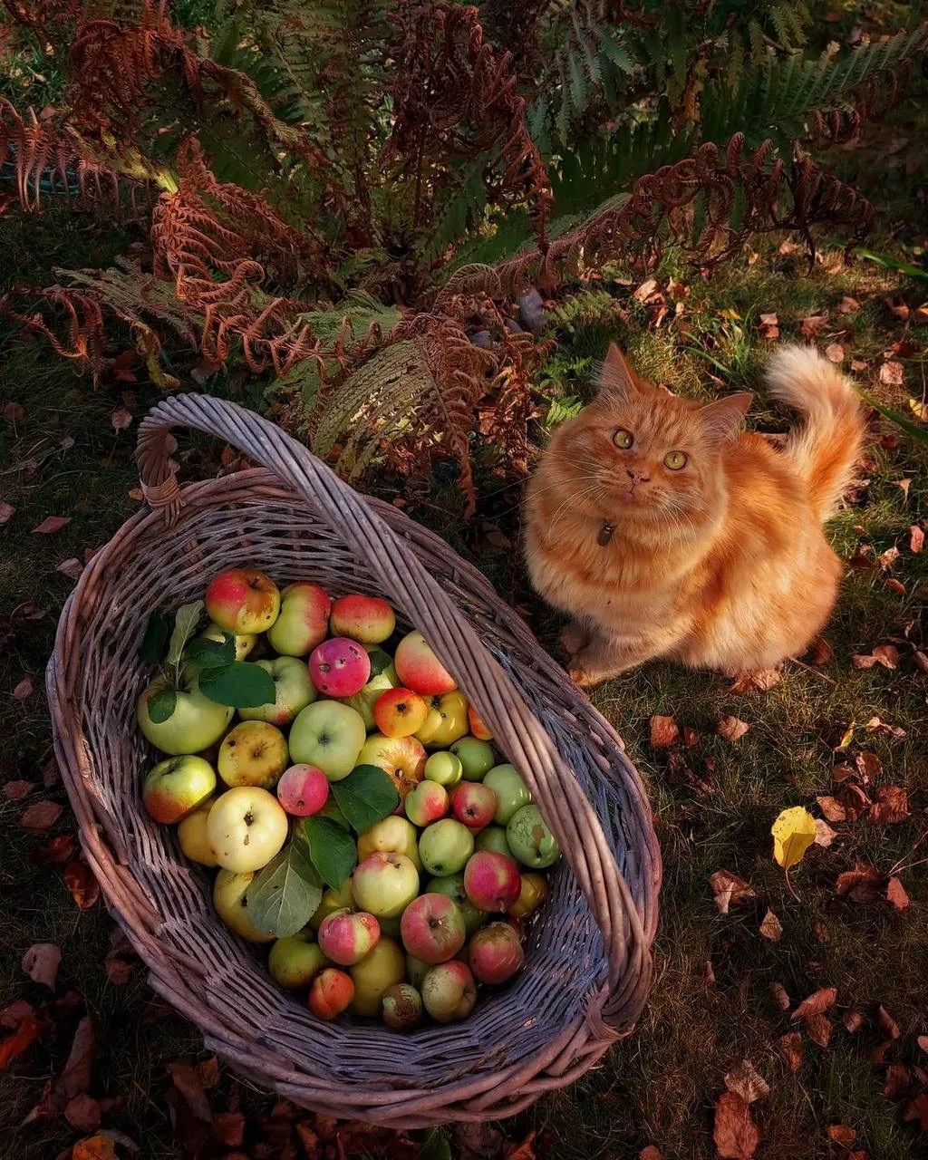 Как прекрасна осень и ее дары 🍁🍎