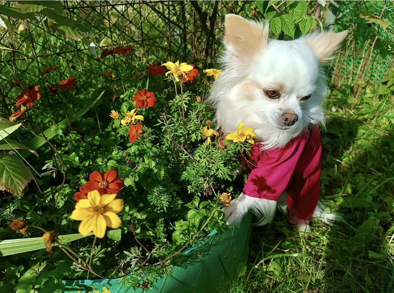 🐾❤️🌹