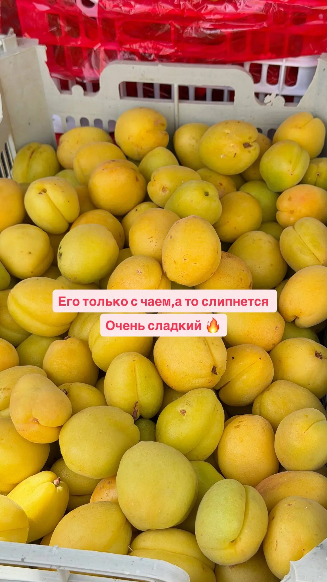 Сумасшедший Абрикос 🔥