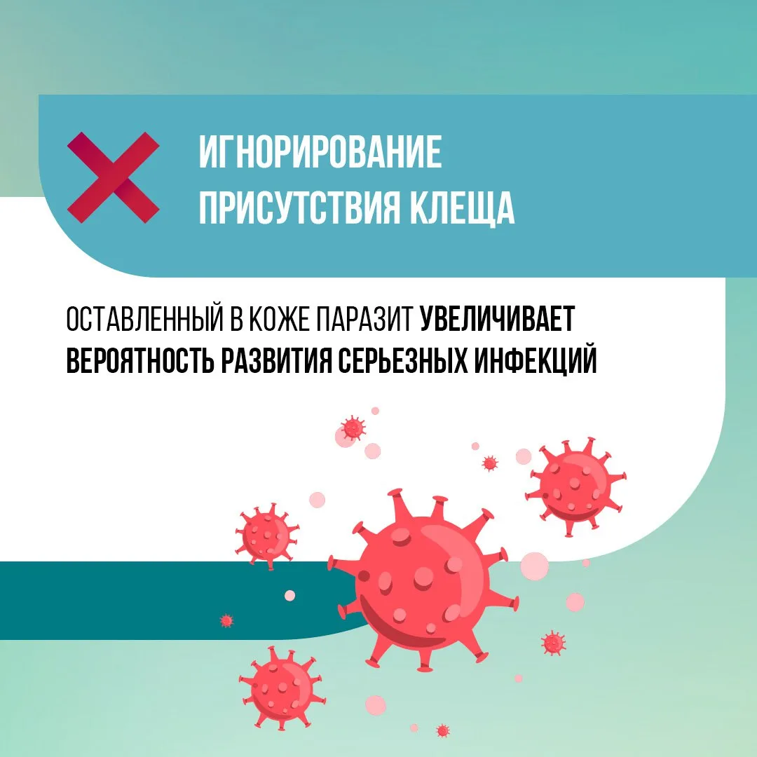 Укусил клещ — что делать❓