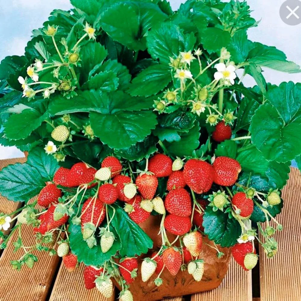 Земляника ремонтантная: второй урожай 🍓🌱