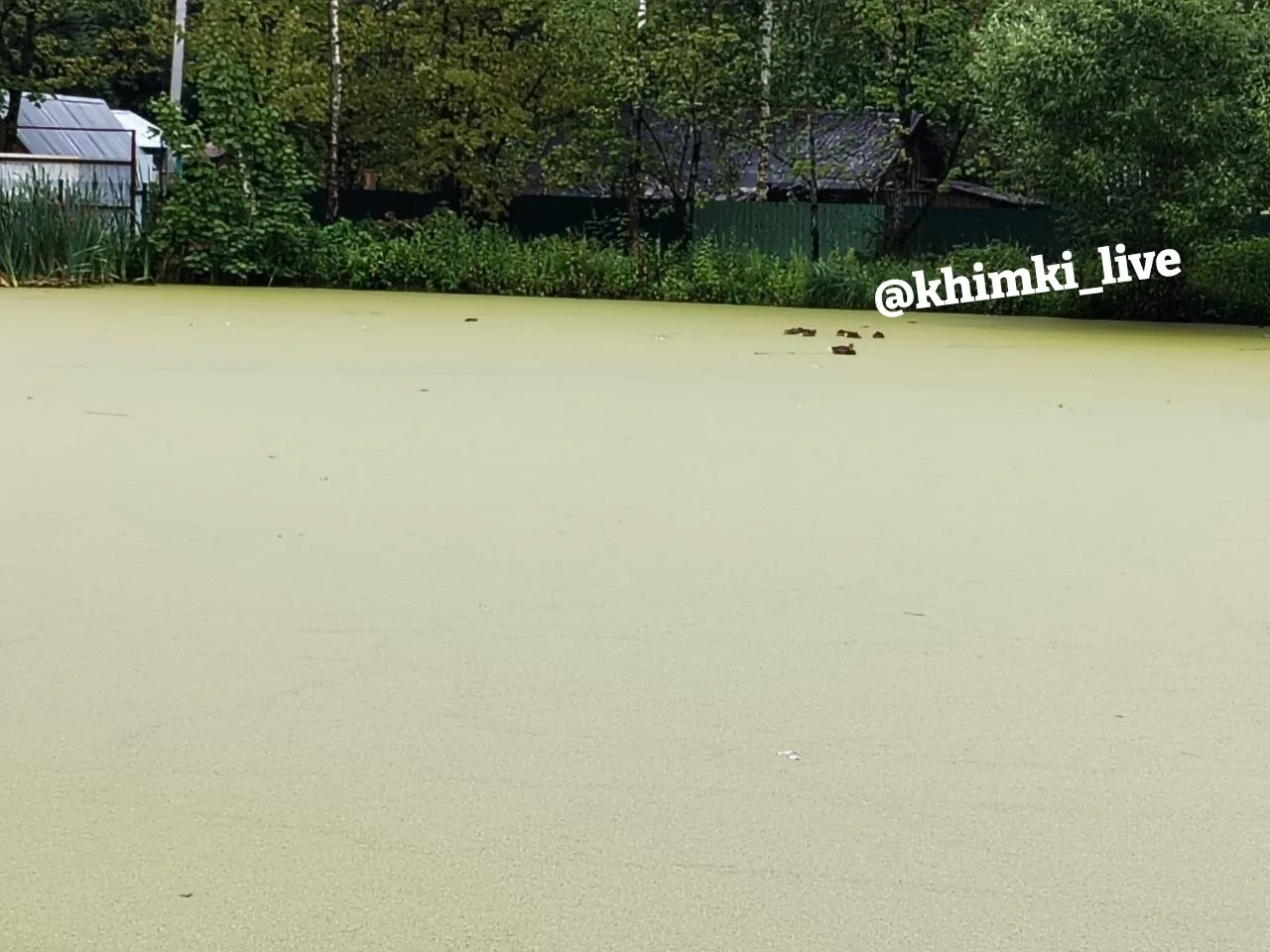 🦆 Жители микрорайона Фирсановка сообщают о массовой гибели уток в пожарном пруду на улице Кирова, р