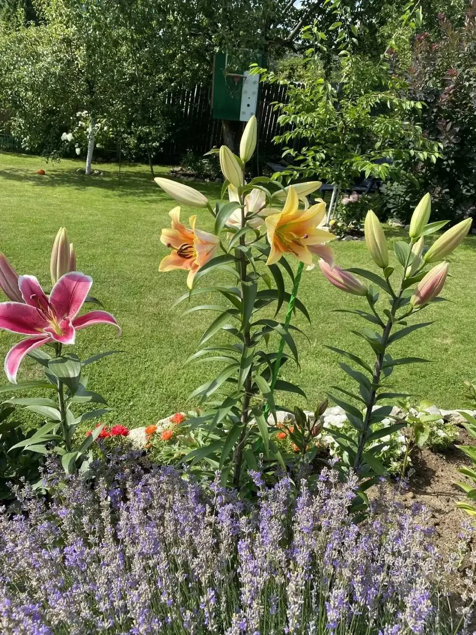 😍 ФОТО-ОТЗЫВ ШИКАРНЕЙШИХ ЛИЛИЙ! 🌸✨