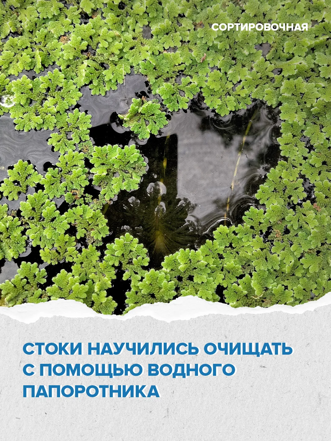🌿 Новосибирские учёные научились очищать стоки с помощью водного растения