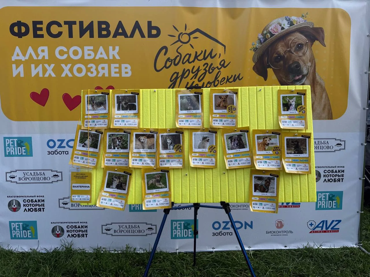 Друзья, подведем итоги: 5 наших хвостиков нашли сегодня дом. Мы очень довольны и радуем...