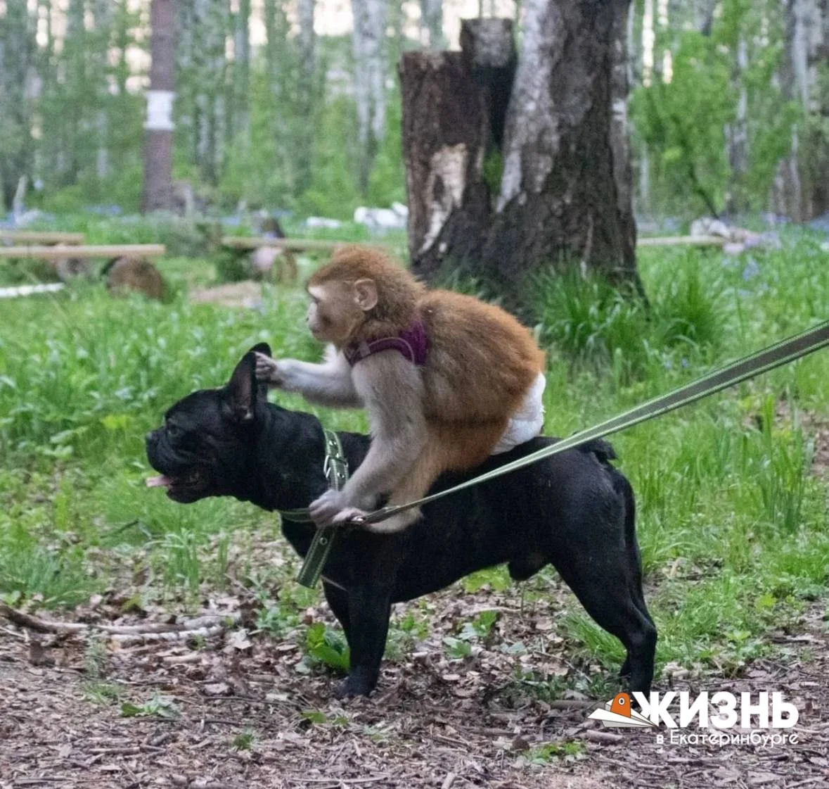 ЧП В АКАДЕМИЧЕСКОМ: Домашняя обезьяна напала на 5-летнего мальчика 🐒

На улице Краснолесья домашняя