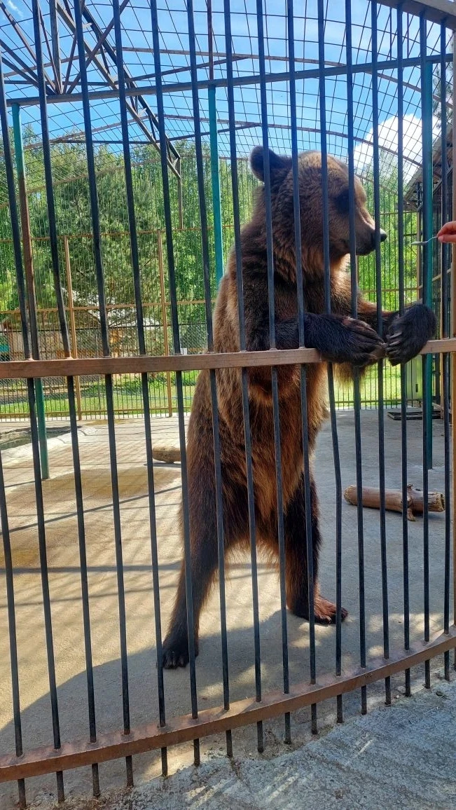 👏Сегодня ребята 1а класса совершили удивительное путешествие в мир животных на "Страус...