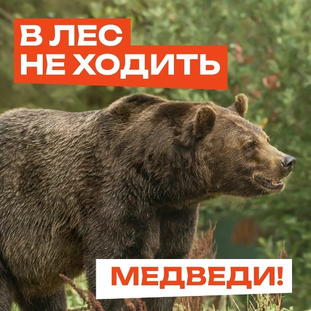 #длявсегокрая В лес не ходить! Там медведи!