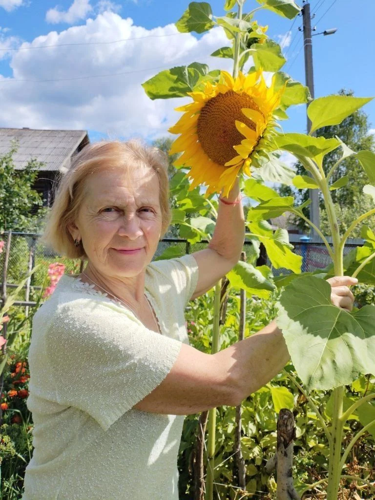 📆Международный день подсолнуха