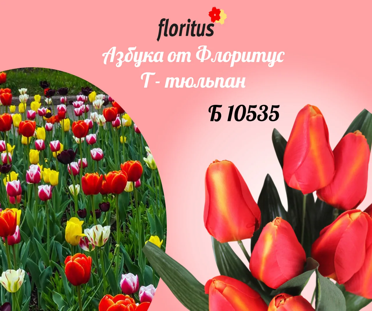 🌷 АЗБУКА ОТ ФЛОРИТУС | Т — ТЮЛЬПАН 🌷

Откуда родом? 🌍
Родина — Персия (современные Иран и Турция)