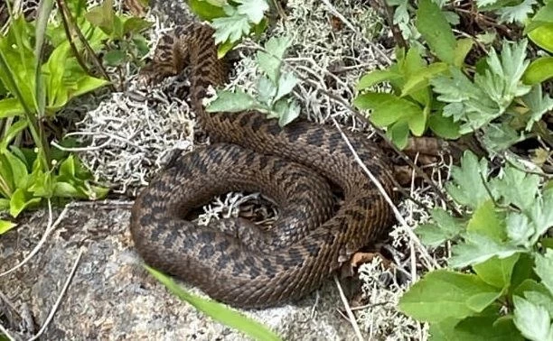🐍Змея укусила двух сахалинцев в Пригородном

Двое молодых сахалинцев приехали отдохнуть на море и р
