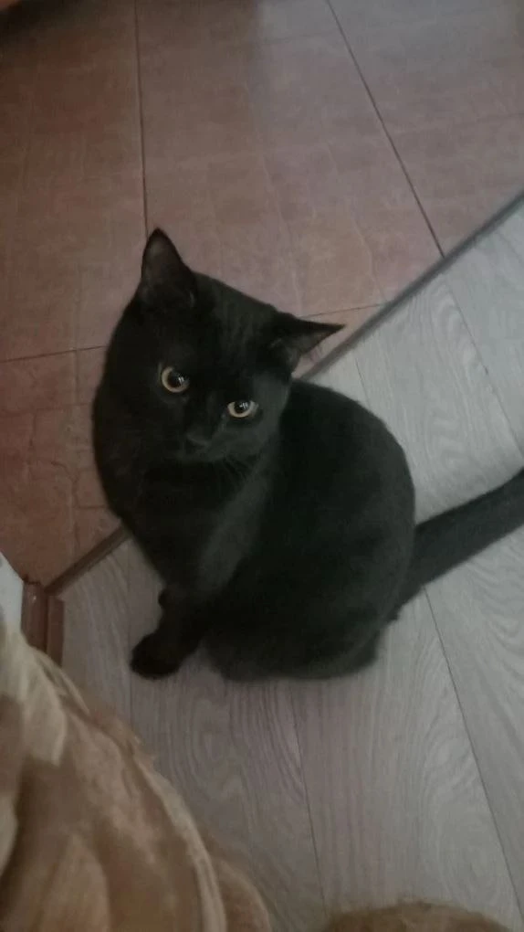 Потерялся кот 🐱 в районе домов Краснолесья 141-Вильгельма де генина 34,если видели или владеете как