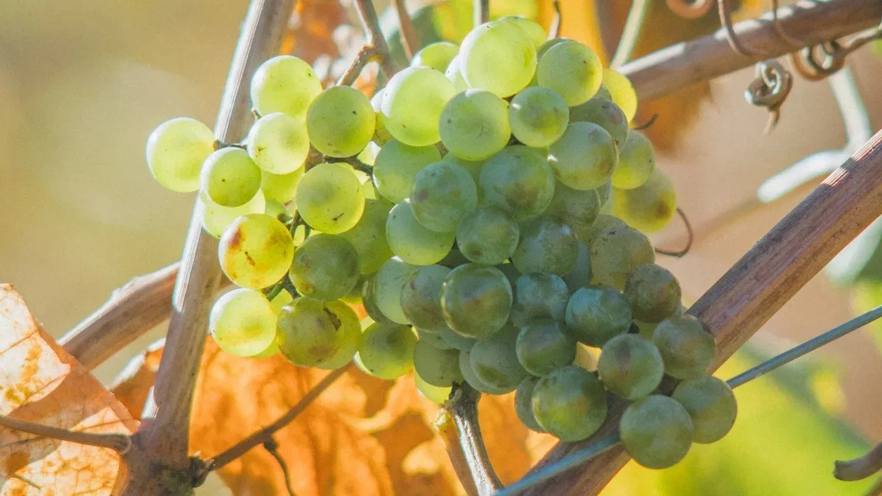 🍇 С Днем винограда!