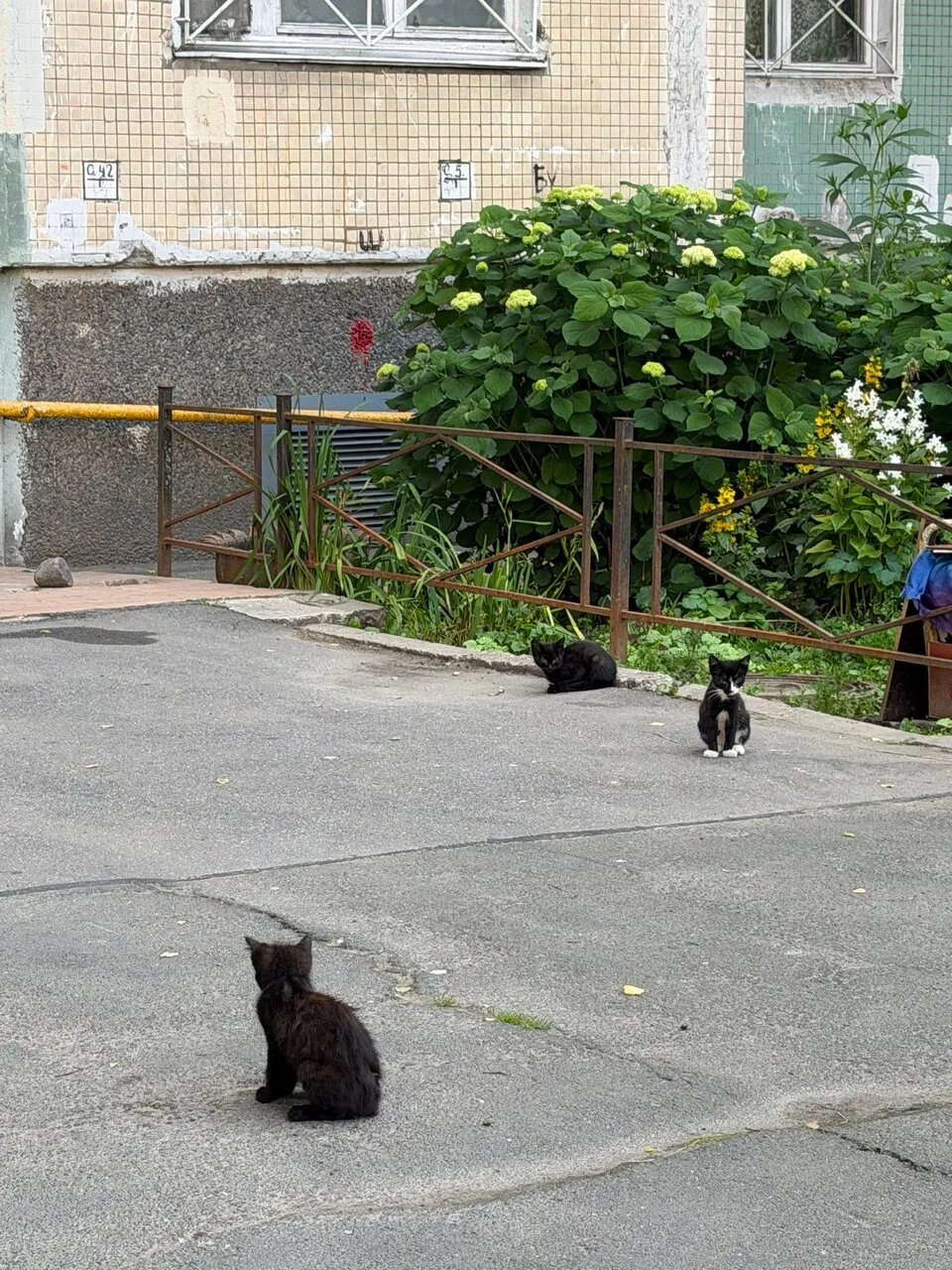 🥰 Котики Красносельского района самые самые лучшие!
