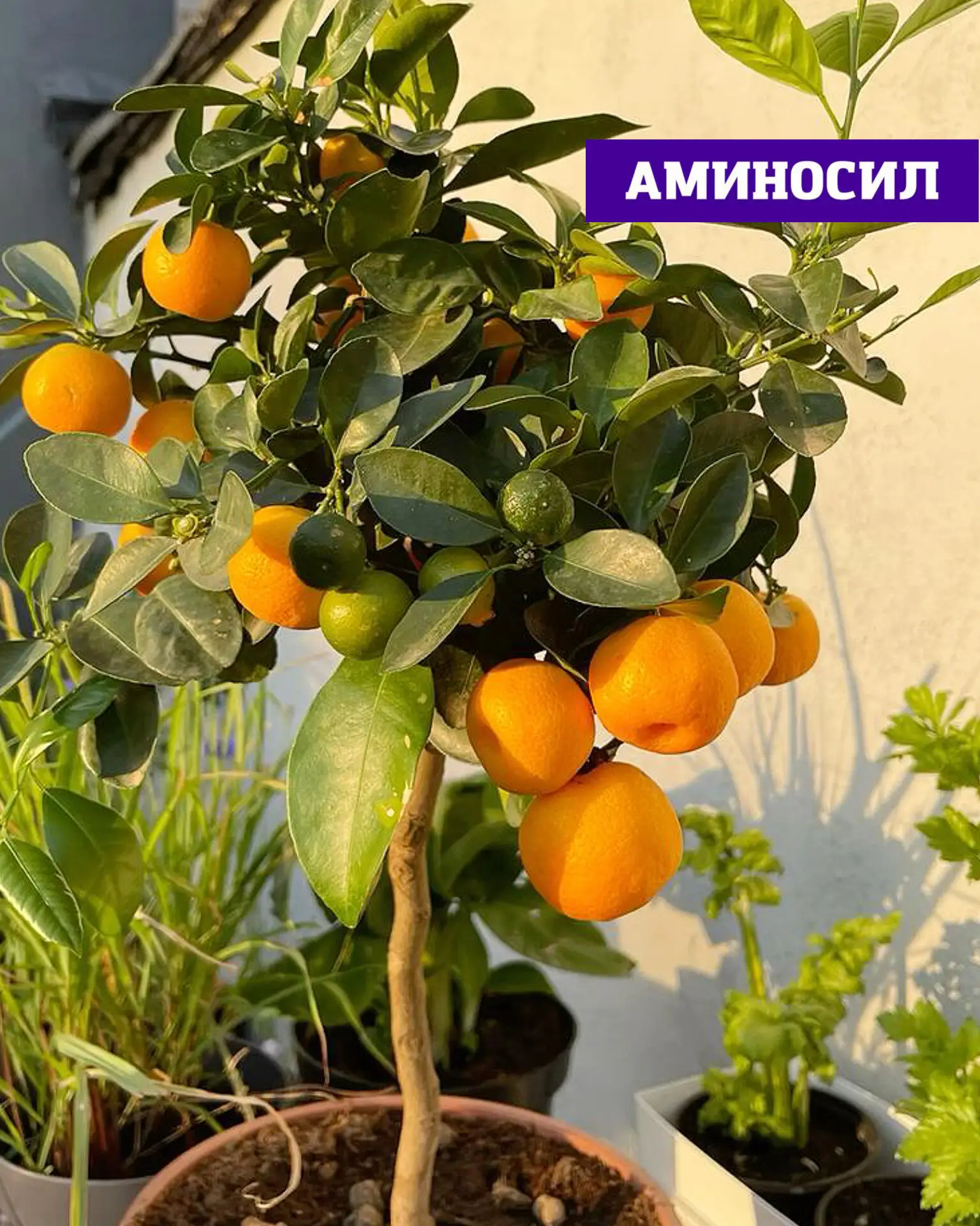 🍋 КОМНАТНЫЕ ЦИТРУСОВЫЕ: КАК НЕ УПУСТИТЬ ГЛАВНЫЙ ПЕРИОД РОСТА  Лето — ключевой этап для цитрусовых 🌿 
