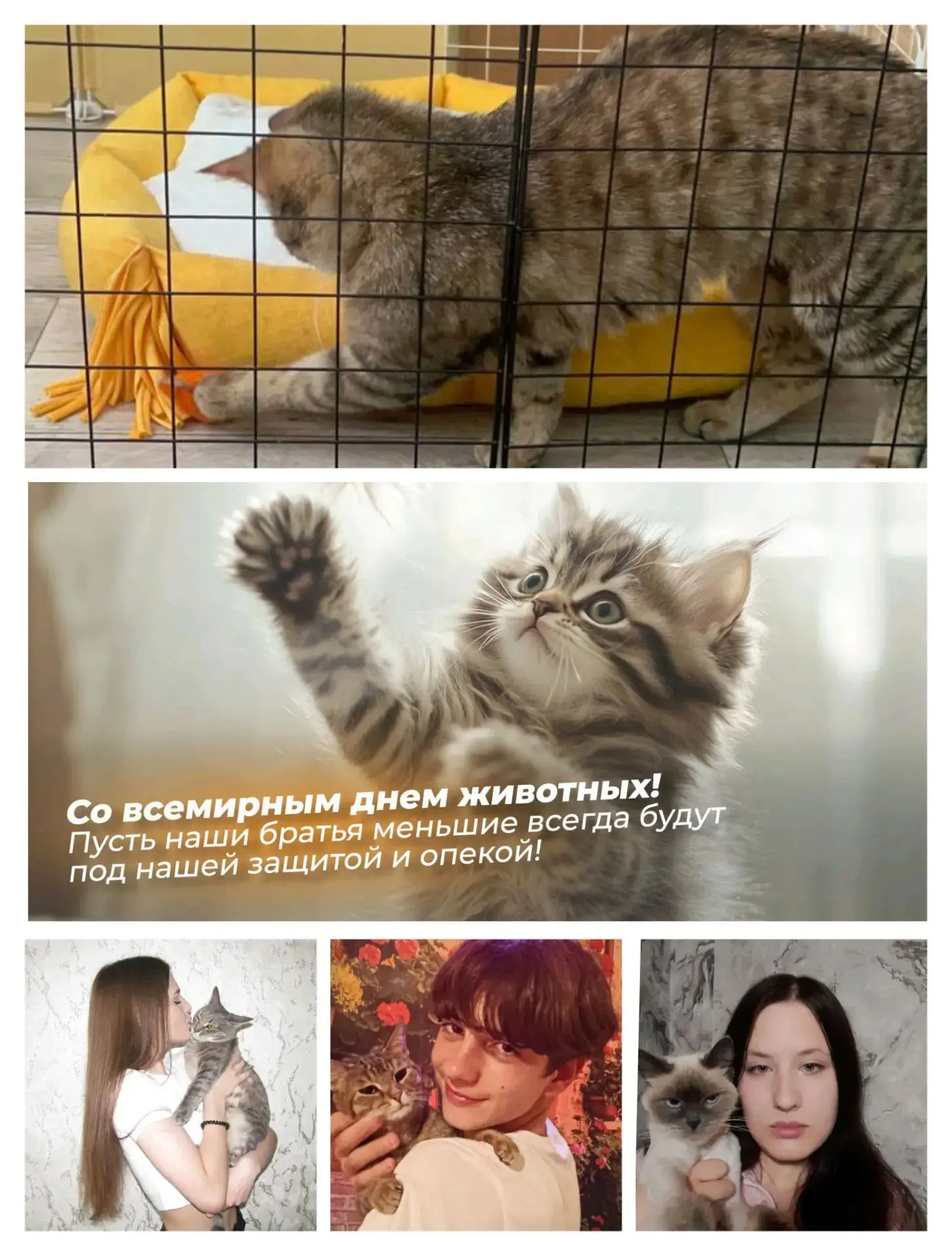 4 октября — 🐶Всемирный день защиты животных: двойная порция добра от  Добровольческого...