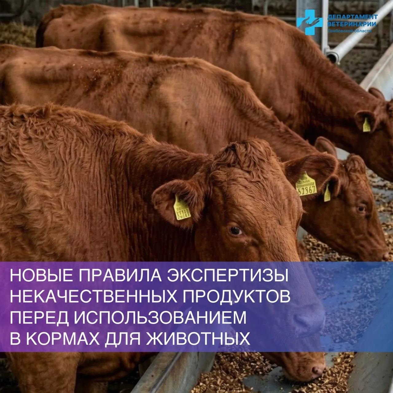 ⚡Новые ветправила экспертизы некачественных продуктов перед использованием в кормах для...