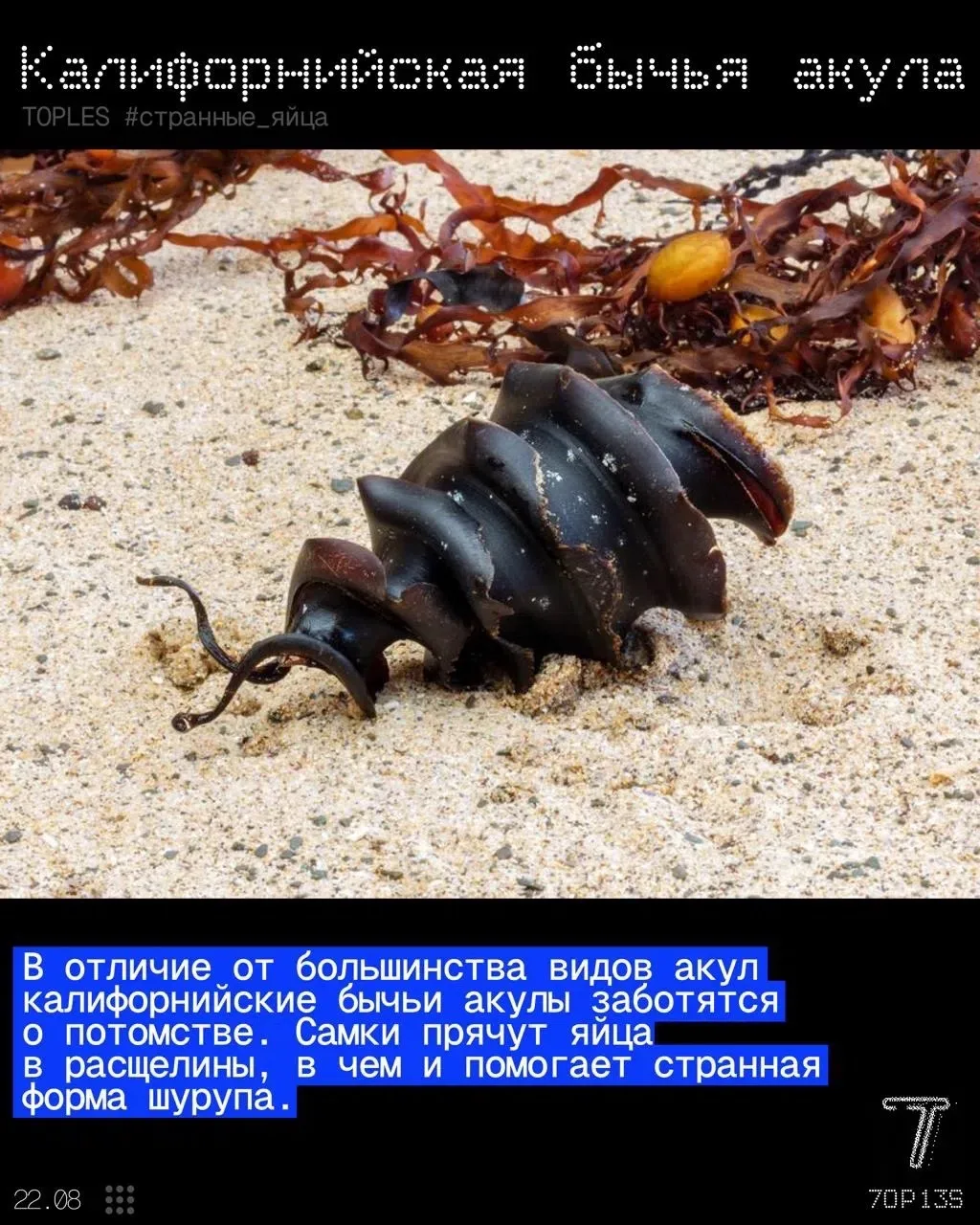 Принесли вам подборку самых странных яиц разных животных! Трипофобам стоит быть осторож...