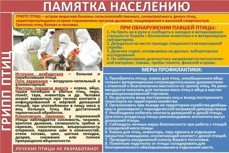 ВНИМАНИЕ: ГРИПП ПТИЦ! ВАЖНАЯ ИНФОРМАЦИЯ ДЛЯ ВЛАДЕЛЬЦЕВ ПТИЦЫ