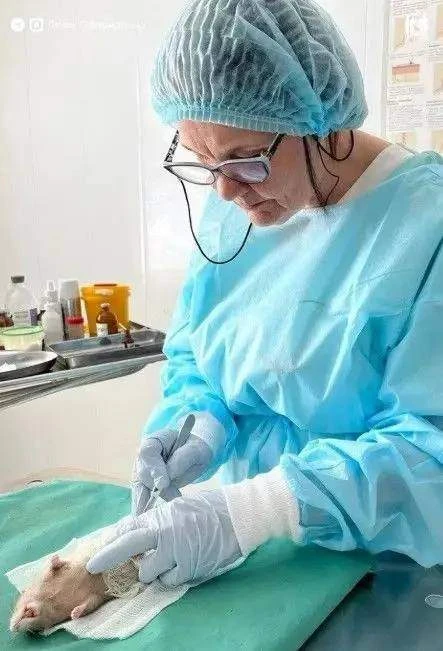 Кесарево крысе и «Золотой скальпель»: история ноябрьского ветврача  Елена Верещагина получила одну и