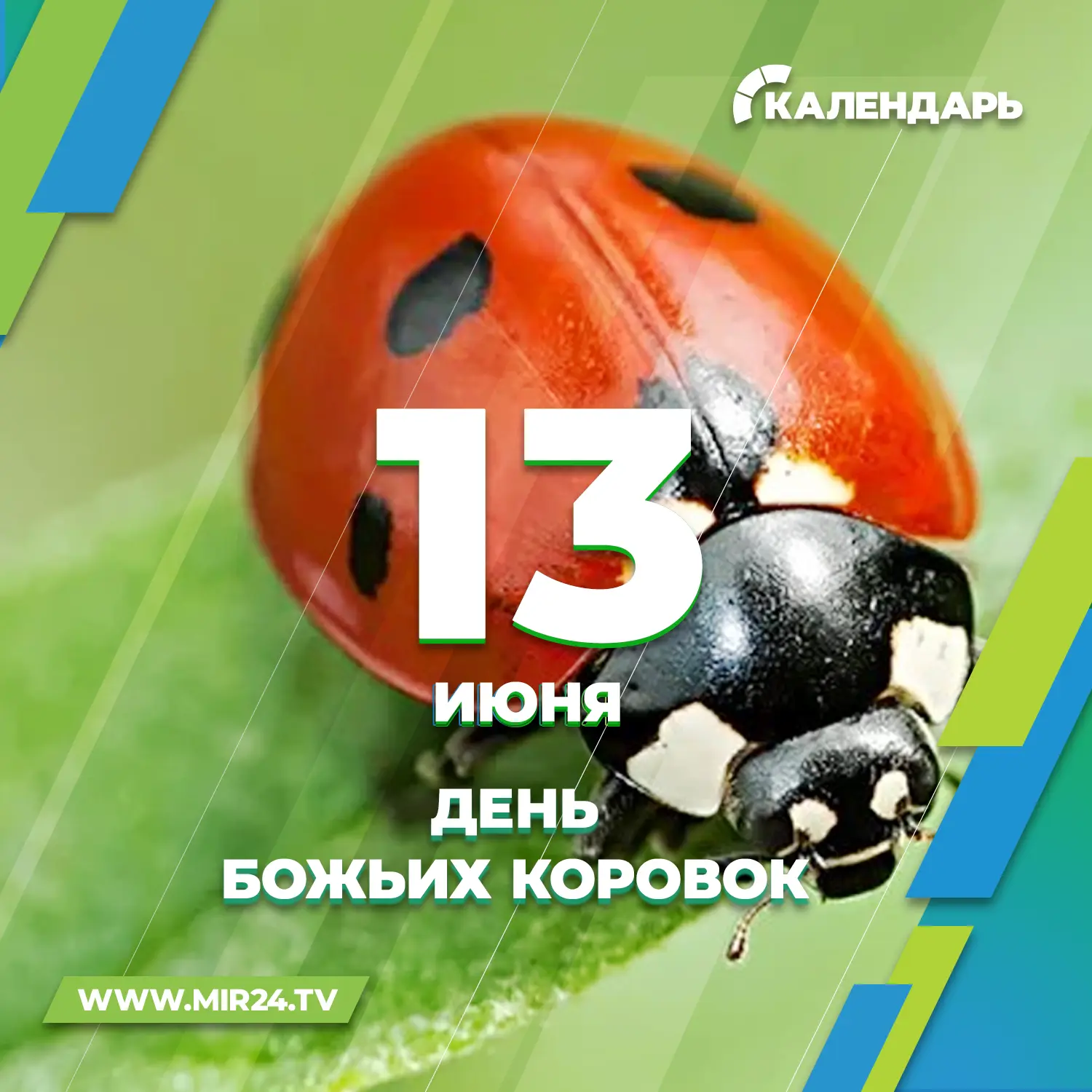 🐞 13 июня отмечается День божьих коровок

Бабка-коробка, курочка Бога, жук Марии, птица Богоматери 