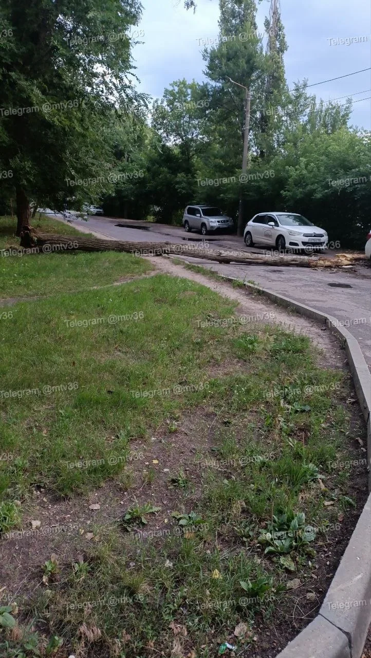 Дерево перекрыло дорогу на улице Небольсина в Воронеже