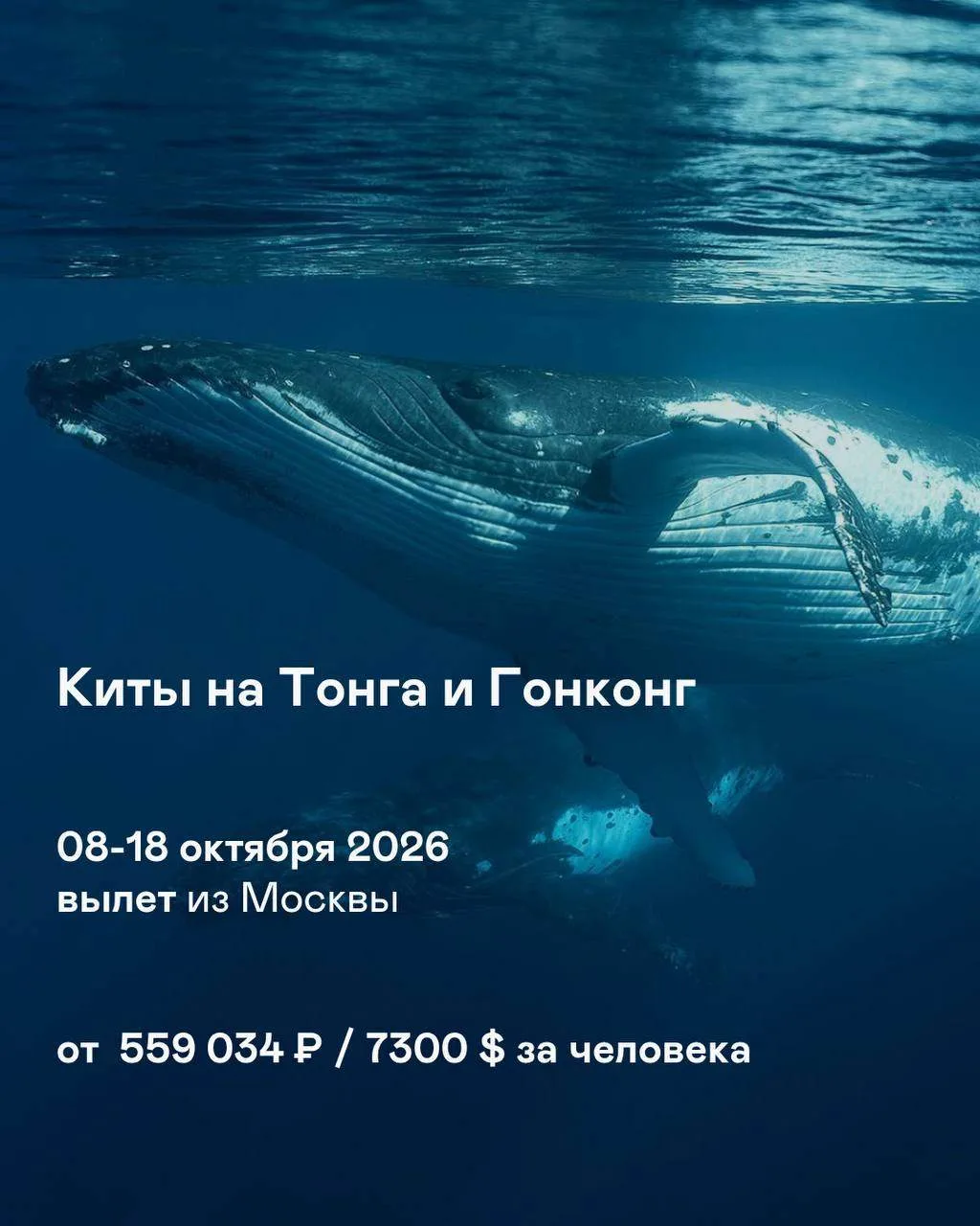 Экспедиция в одно из немногих мест на Земле, где разрешено плавание с горбатыми китами....