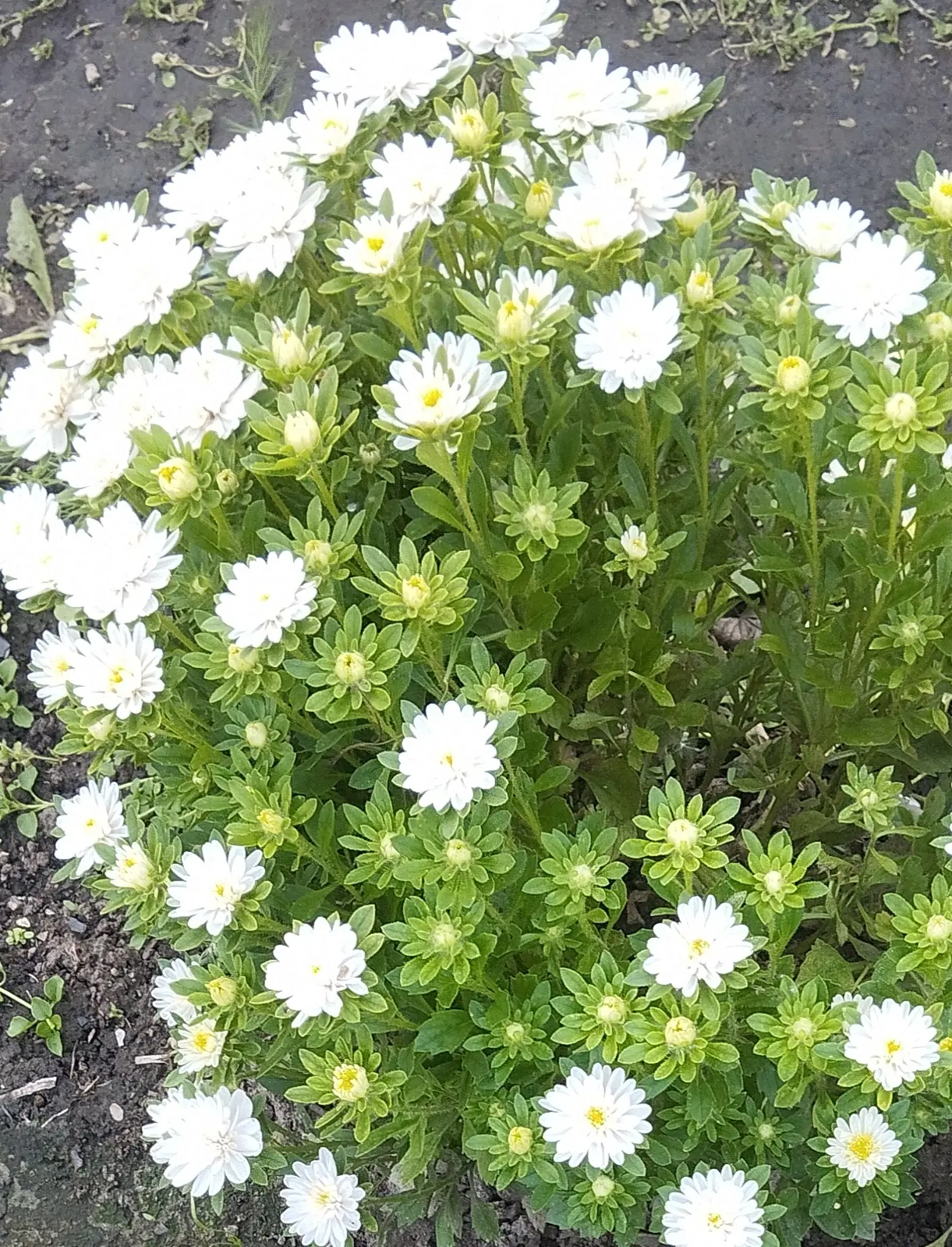 С днем самого красивого осеннего цветка🌸