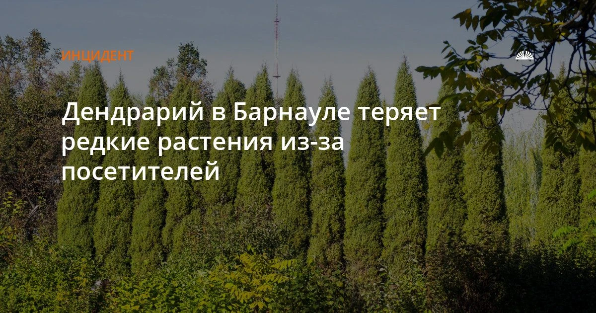 Посетители выкапывают редкие растения из барнаульского дендрария
