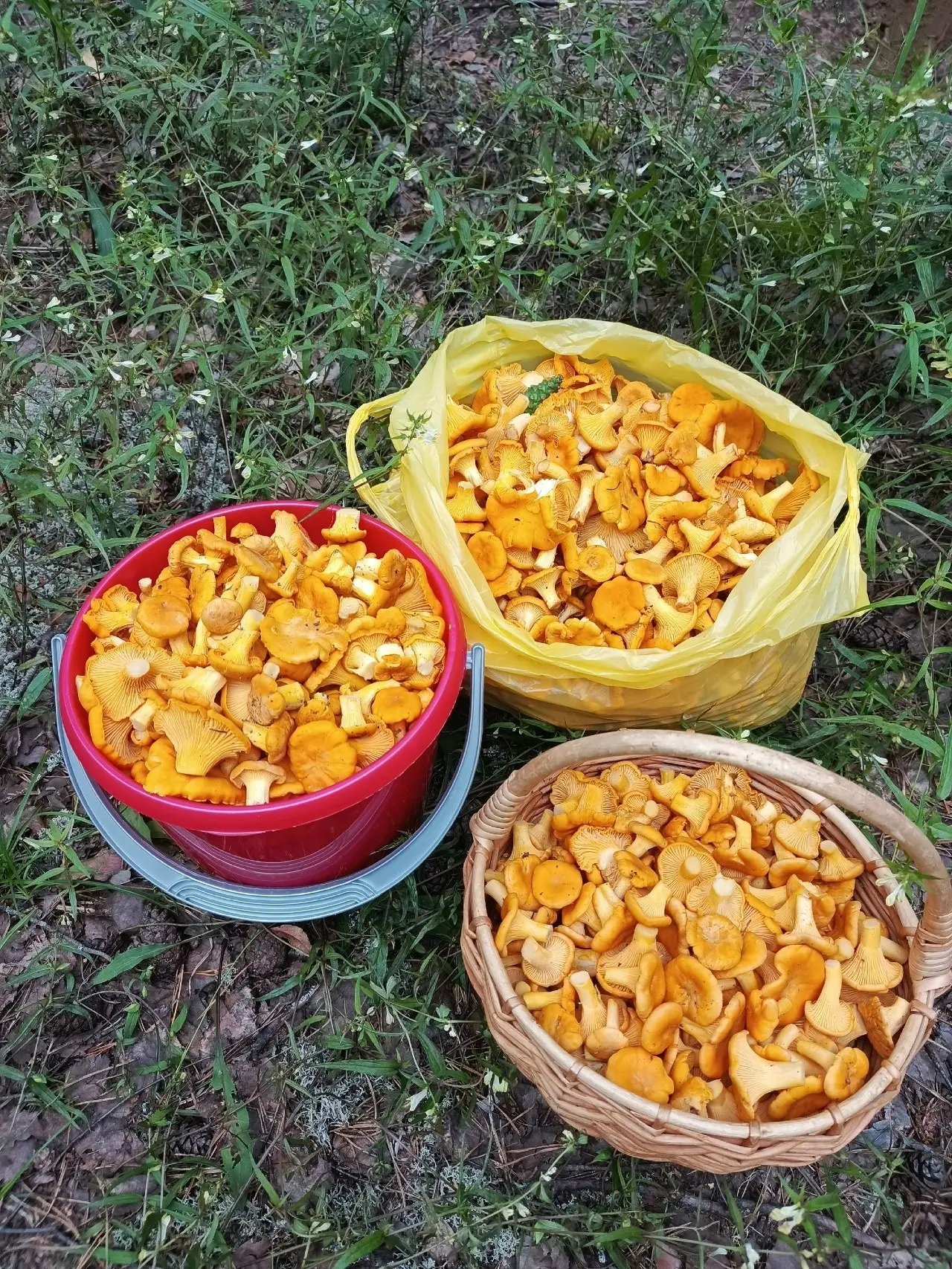 В районе Лесной сказки. Душу отвели 😀, будем ждать других грибов