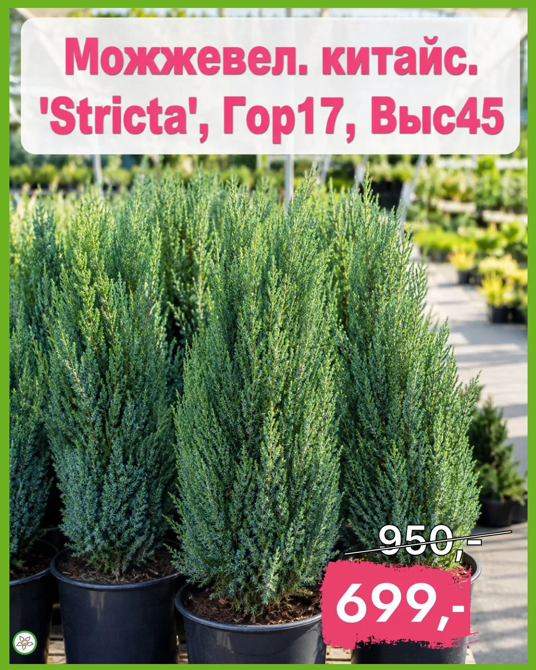 🌿 МОЖЖЕВЕЛ КИТАЙСКИЙ ‘STRICTA’ – Вертикальный акцент в вашем саду!
