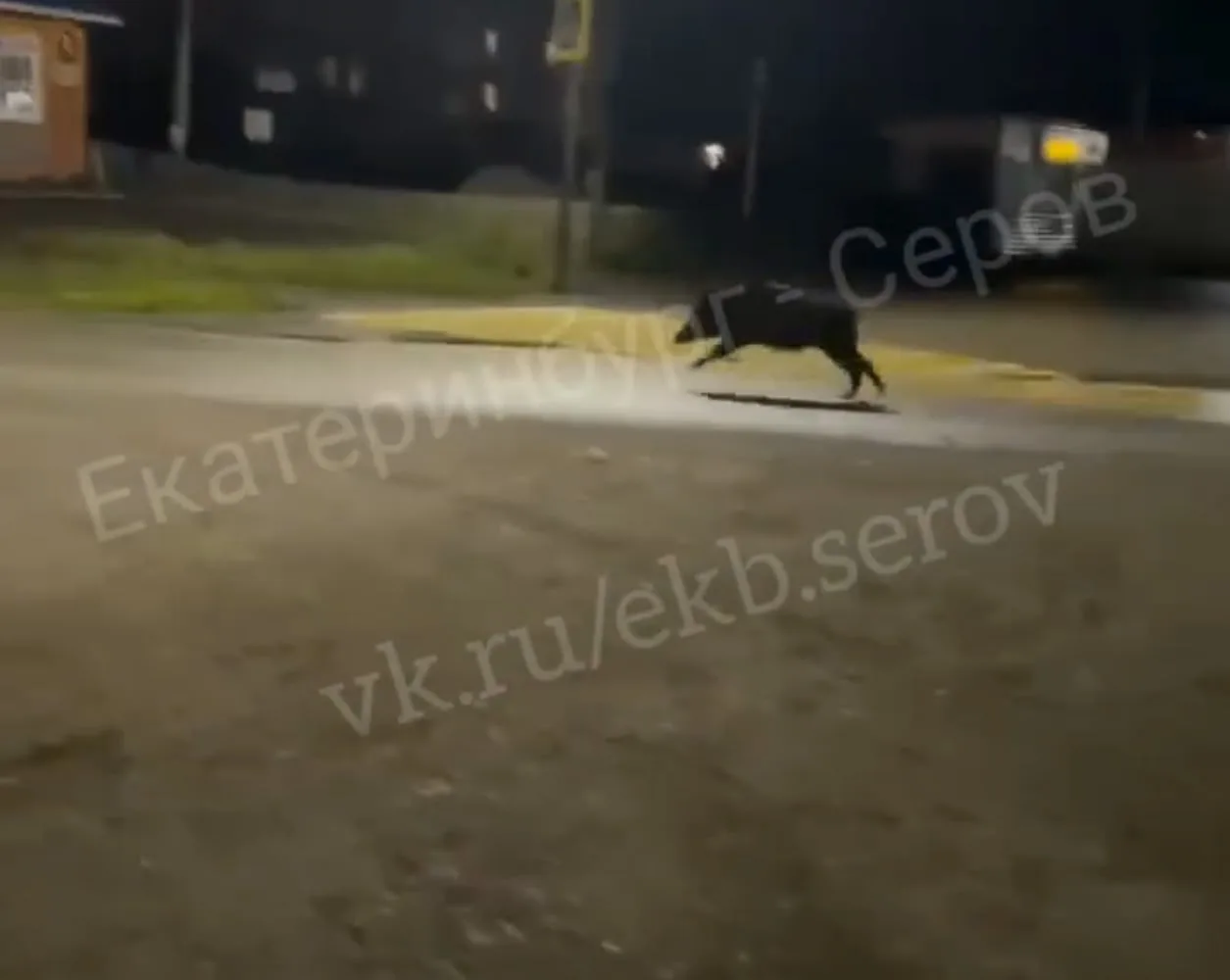 В Лобве местный житель заснял целую стаю кабанов.