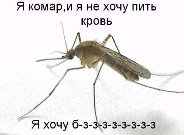 😱 Ставрополье атаковали комары. Эксперт объяснила причину небывалого нашествия