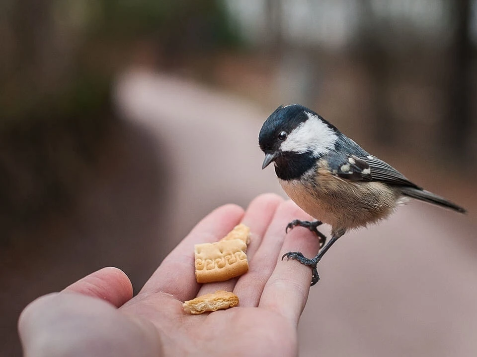 Обряд на избавление от неприятностей 🐦🐦🐦

Возьмите достаточное количество пшена - горсти три.

Эт