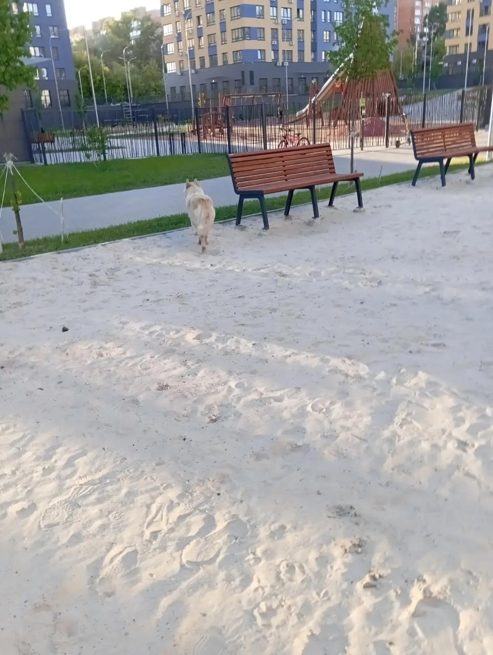 Нижегородцы обеспокоены выгулом собак без присмотра. Жители жалуются на животных, за которым не след