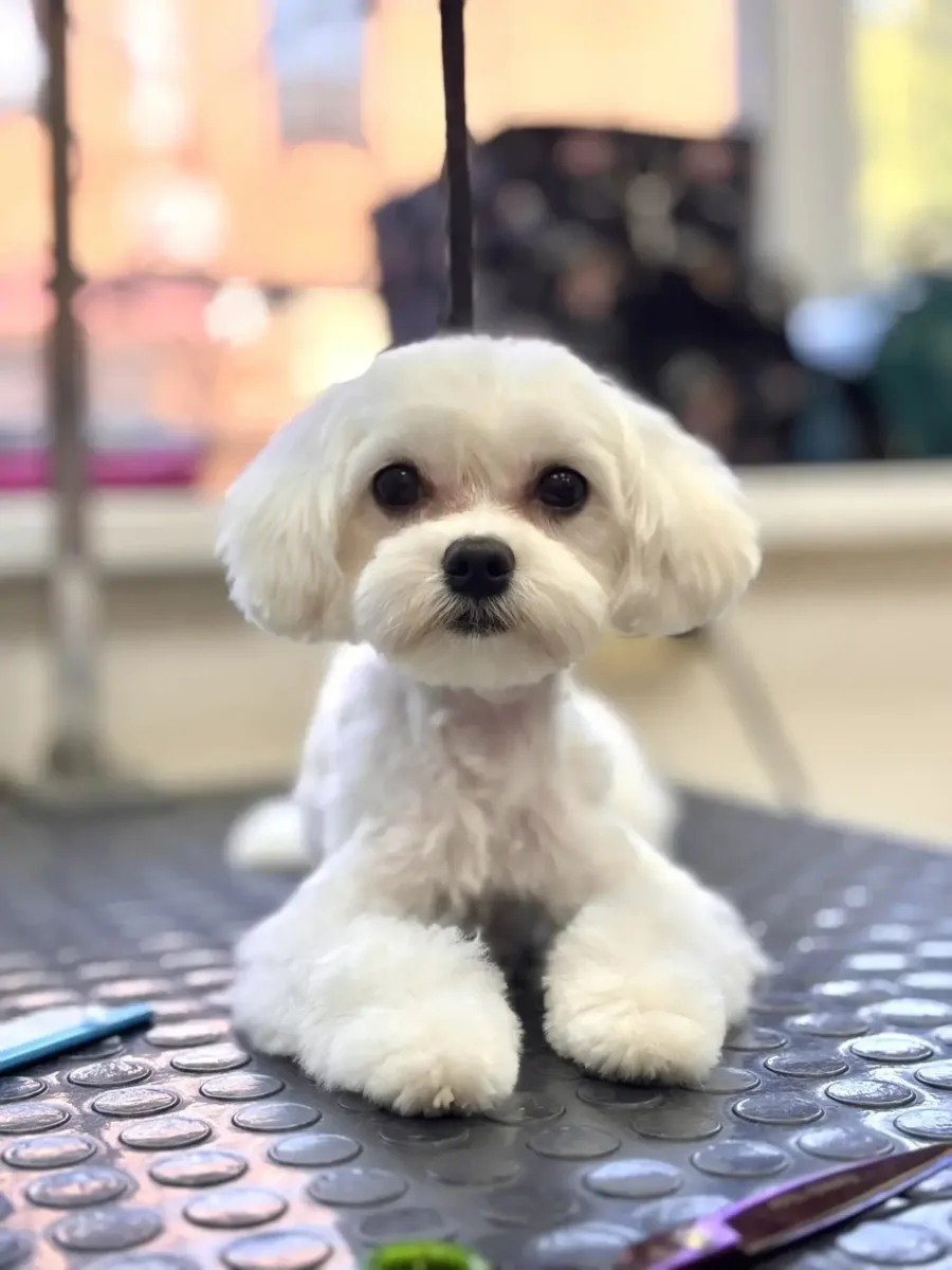 Кто тут главная модель? Конечно, она 🐩👑✨