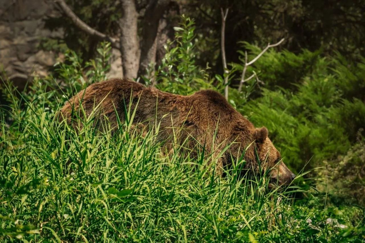 🐻 Следы медведя заметили сразу у двух сёл под Барнаулом