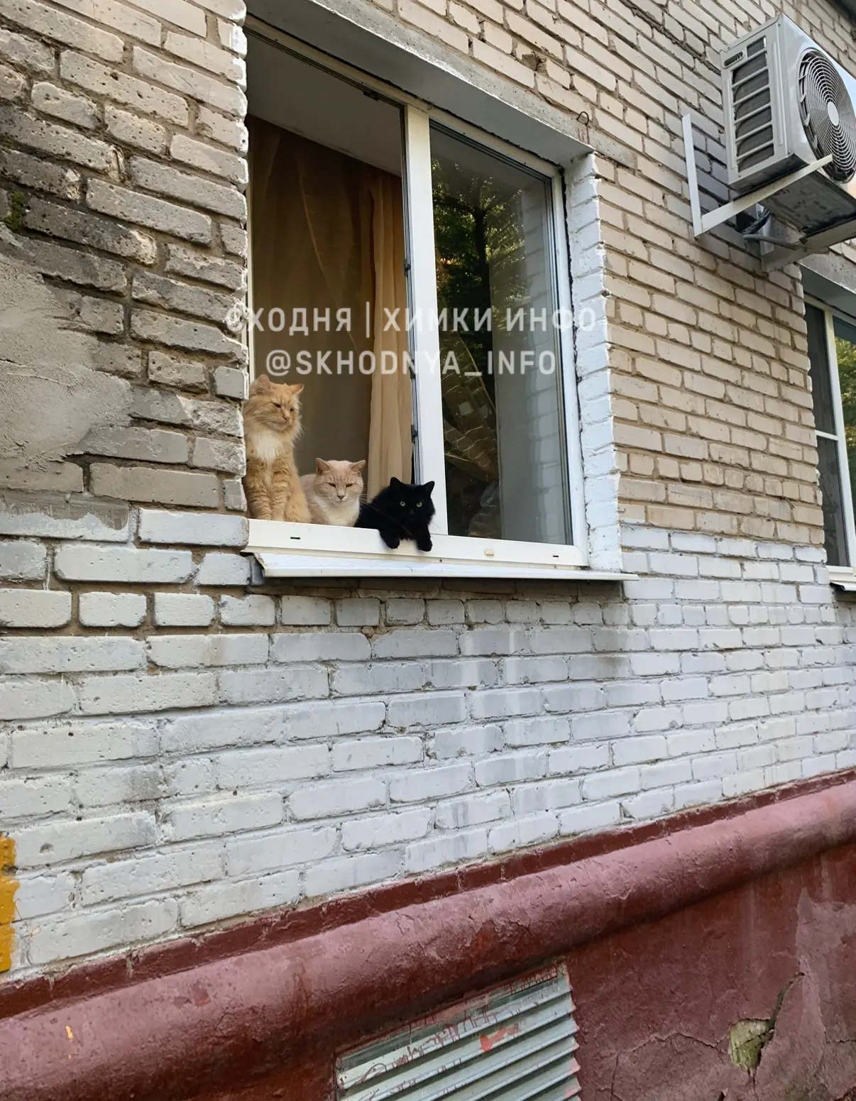 Химкинский кошачий патруль: следим за порядком и голубями😃  🇷🇺Подпишись на нас в MAX