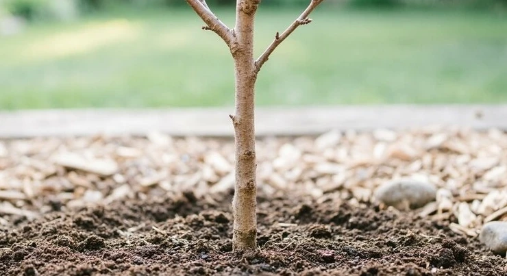 🌳 Саженец сливы сбросил листья: паниковать или нет?

☝️ Ответ зависит от того, что перед вами — кор
