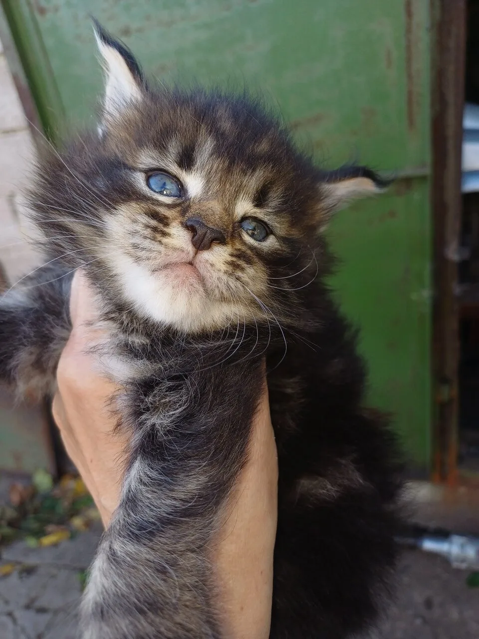 Готовы к брони котята породы Мейн кун полидакты, будут крупные.