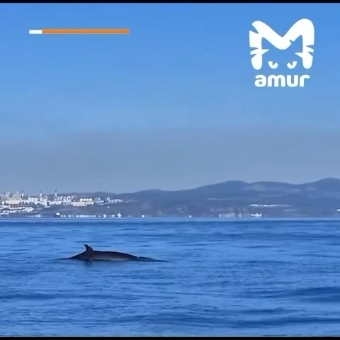 🐋 Киты устроили фотосессию у Владивостока
