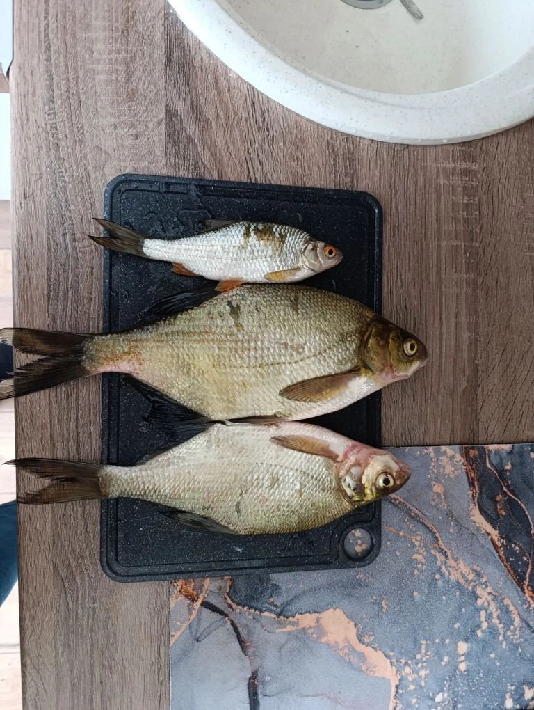 🎣 Улов от подписчика

Всем привет! Отловился на карьере в выходные — ловил в основном на мормышки, 