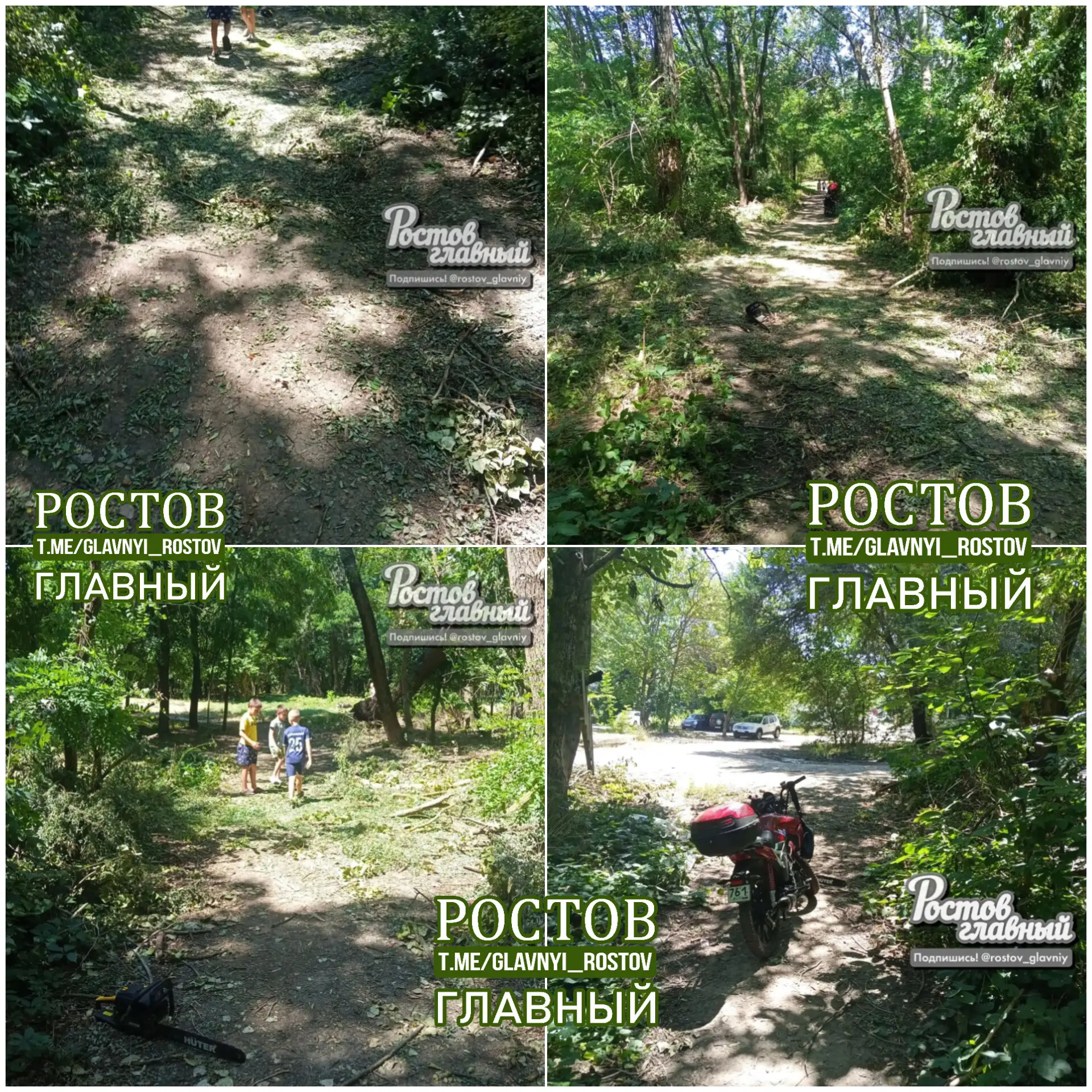 🌳 Муж подписчицы группы "Ростов Главный" взял своих сыновей и сына соседей, вместе они...