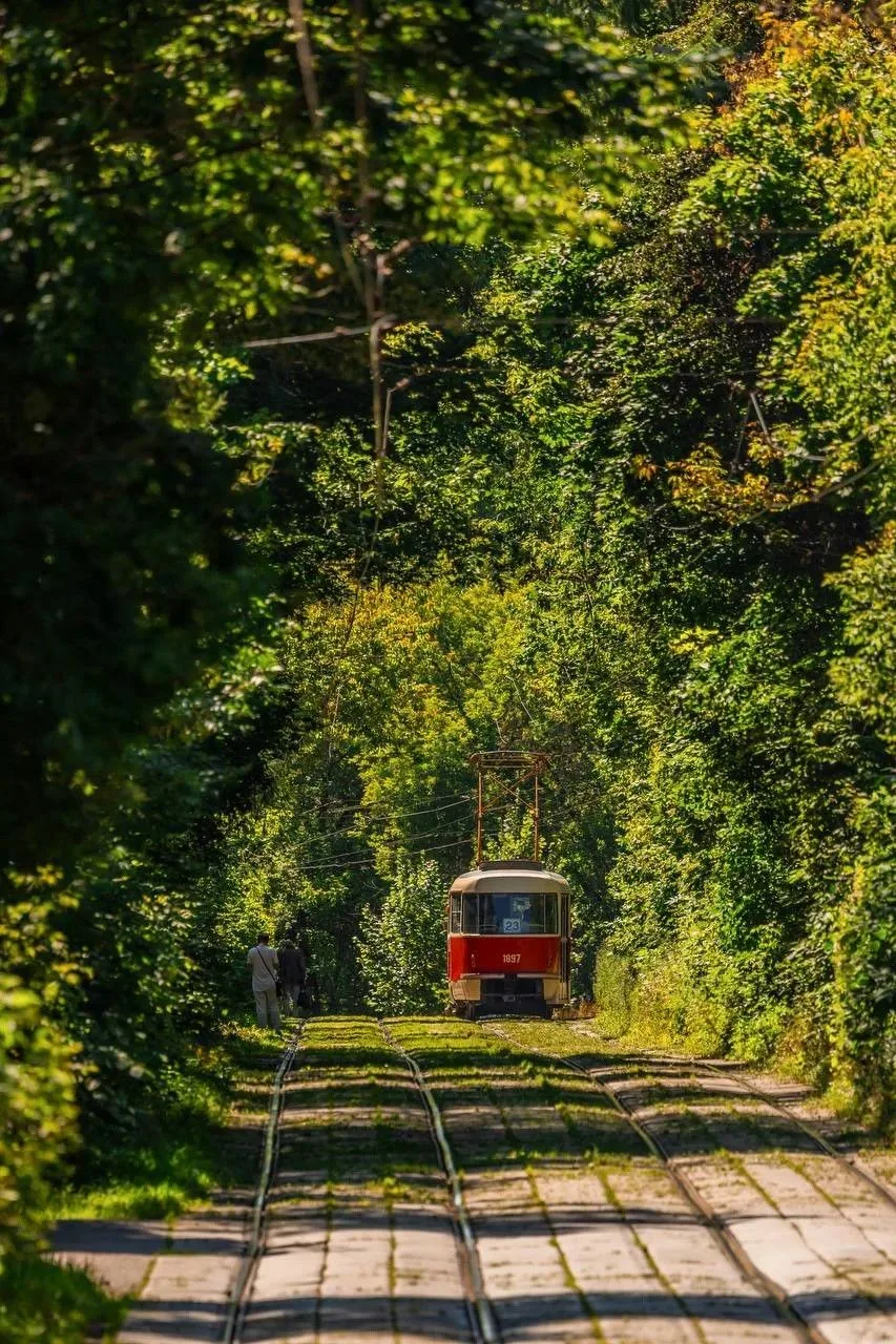 Ретротрамвай в том самом зеленом тоннеле Сокольников 🚃🌿