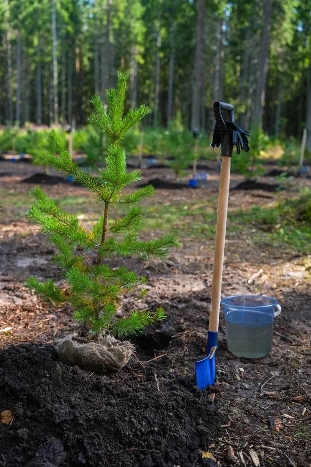🌲 В заказнике «Озеро Щучье» высадили 250 молодых сосен и выпустили 16 хищных птиц