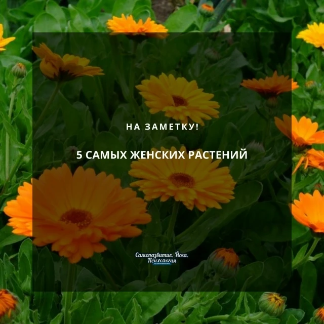 5 самых женских растений