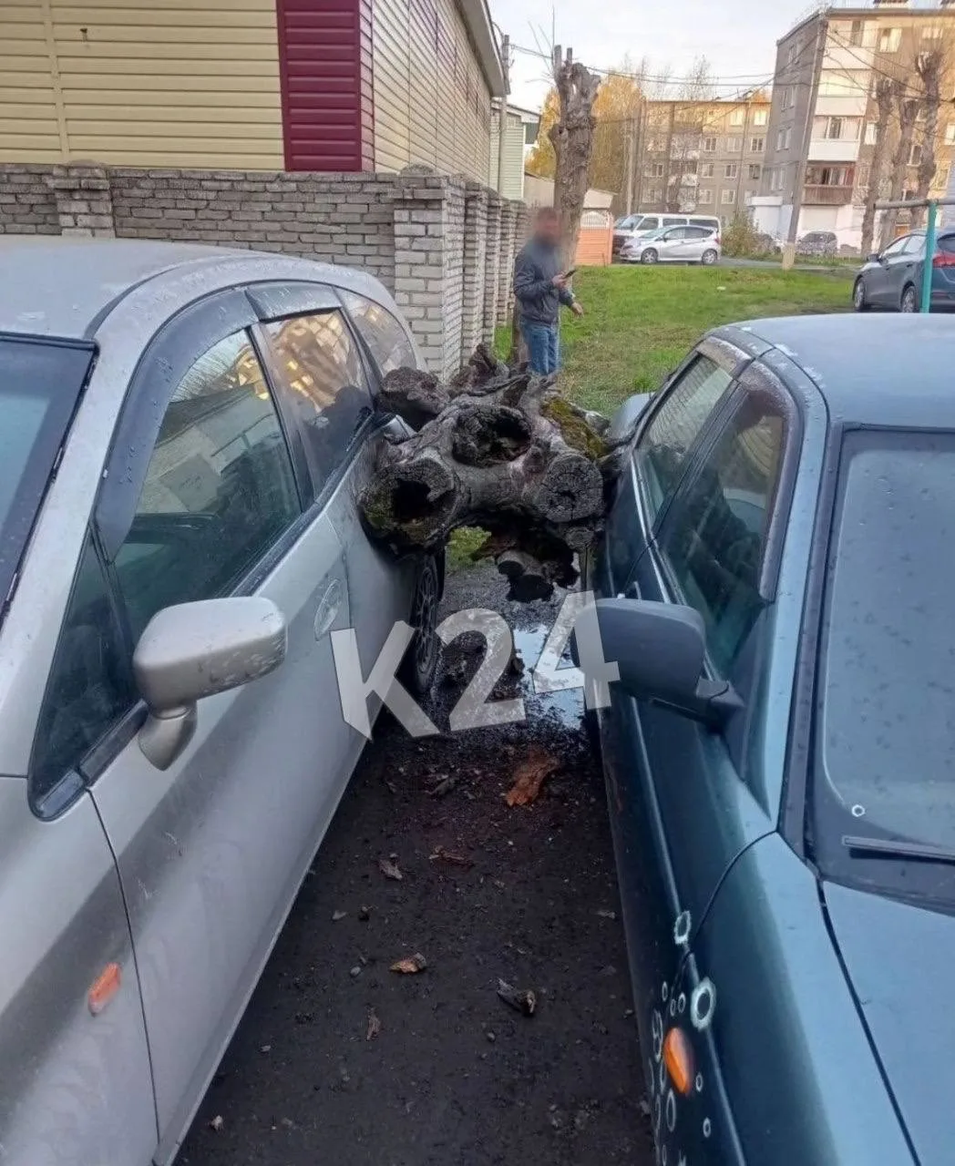Тополь прилёг между машин в первом микрорайоне Ачинска
