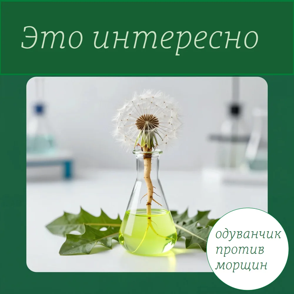 ЭТО ИНТЕРЕСНО 🌱 Одуванчик: сорняк или эликсир молодости?
